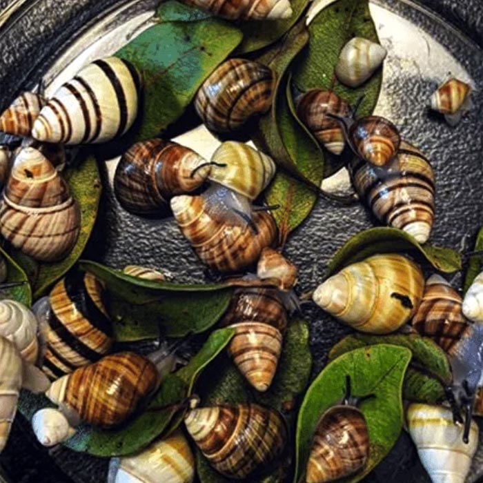 A Bunch of Kāhuli, or Achatinella Mustelina Snails All Together With Leaves Throughout
