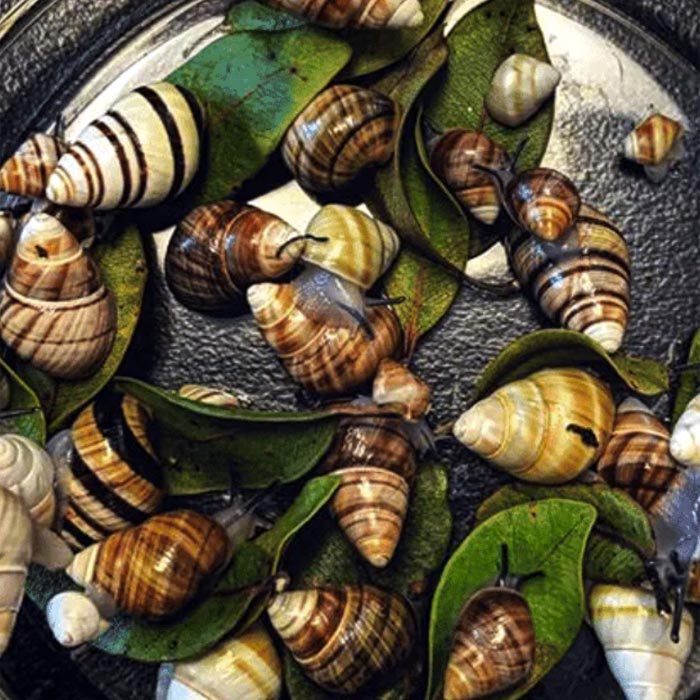 A Bunch of Kāhuli,  or Achatinella Mustelina Snails All Together With Leaves Throughout