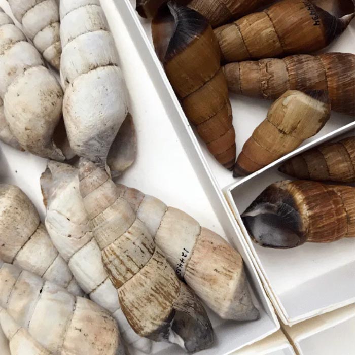 Bunch of Pūpū Kani Oe Snail Shells In Small Boxes In a Museum