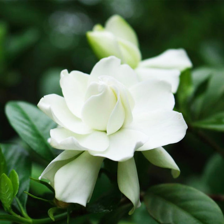 Gardenia Blossom