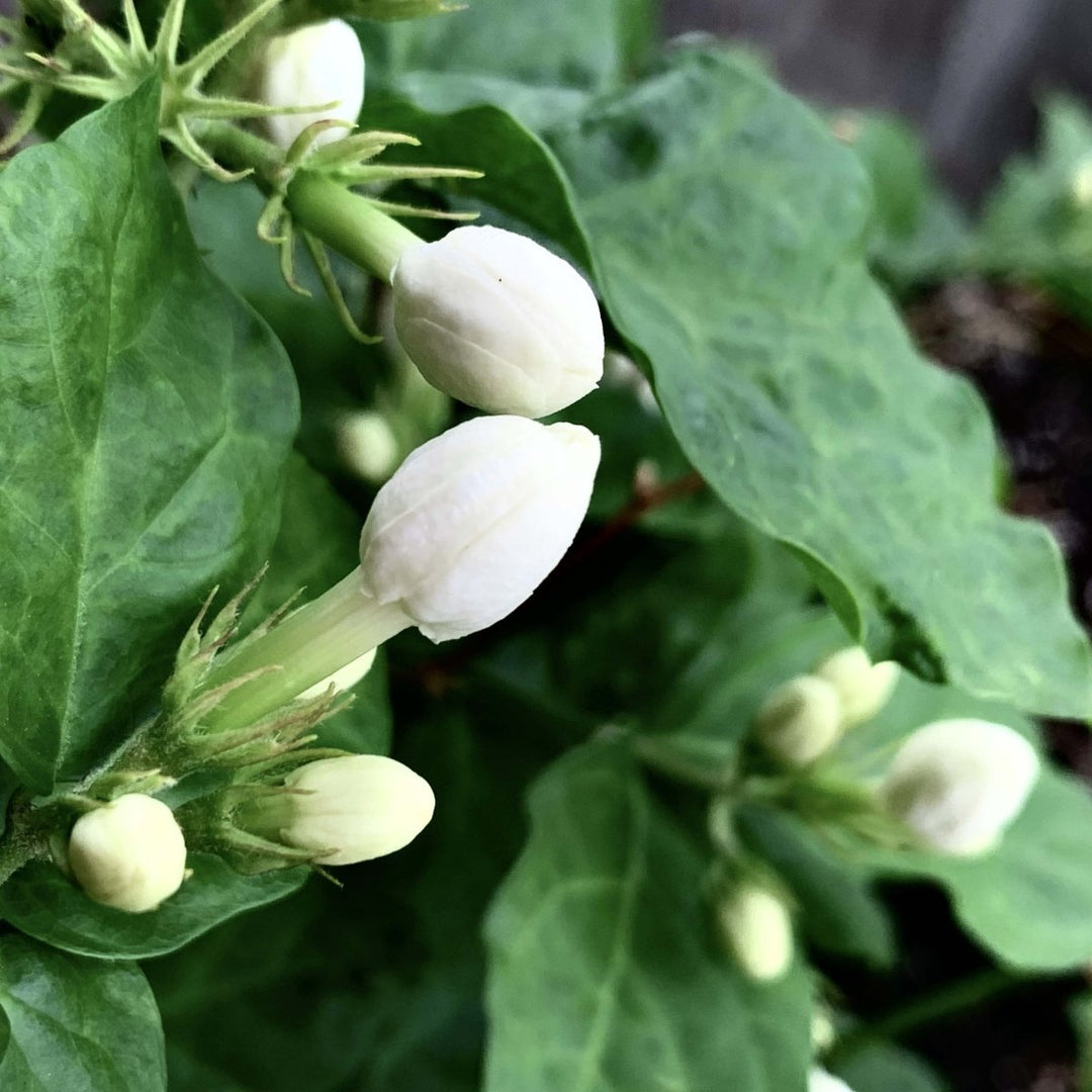 Pīkake Blossoms