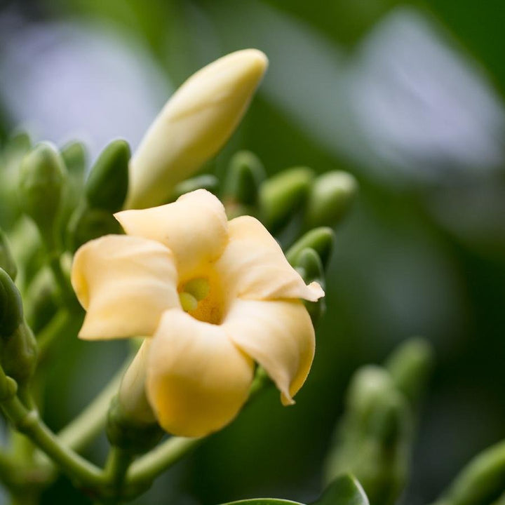 Puakenikeni Blossom