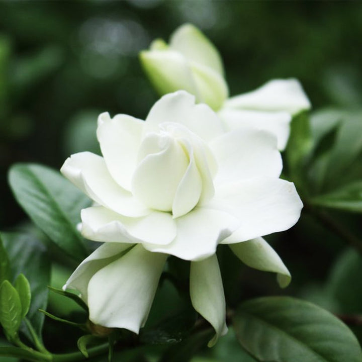 Gardenia Blossom